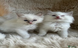 Ragdoll cats for sale: GCCF & TBRCC registered lilac Ragdoll kittens - Image 3