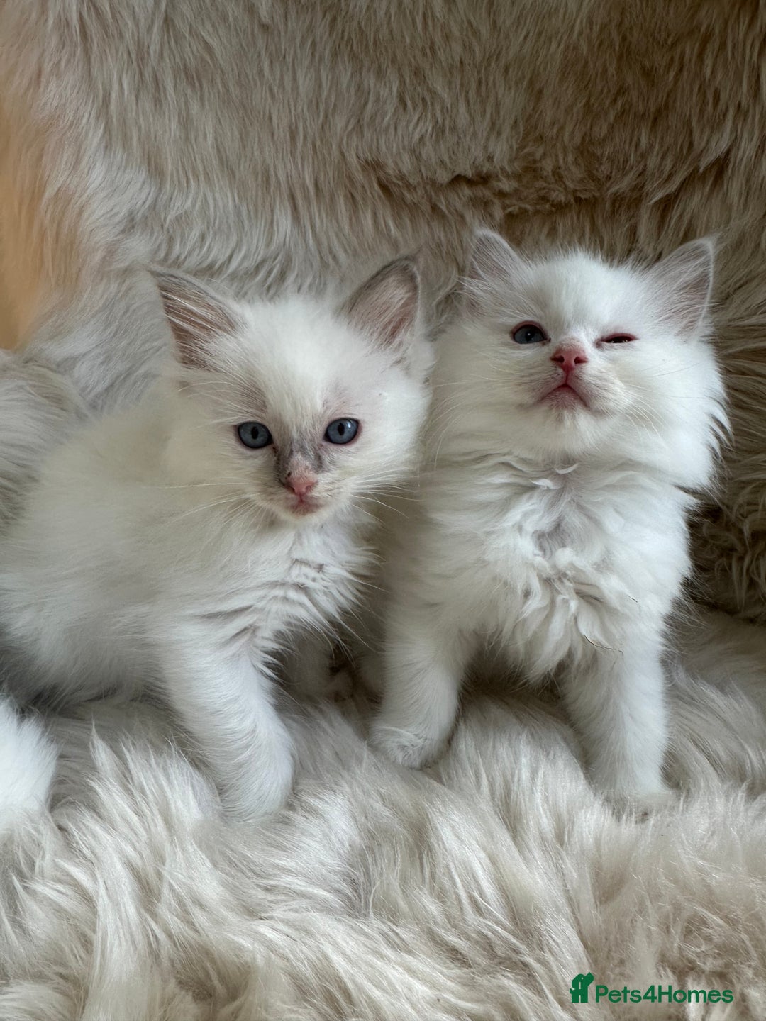 Ragdoll cats for sale: GCCF & TBRCC registered lilac Ragdoll kittens - Image 3