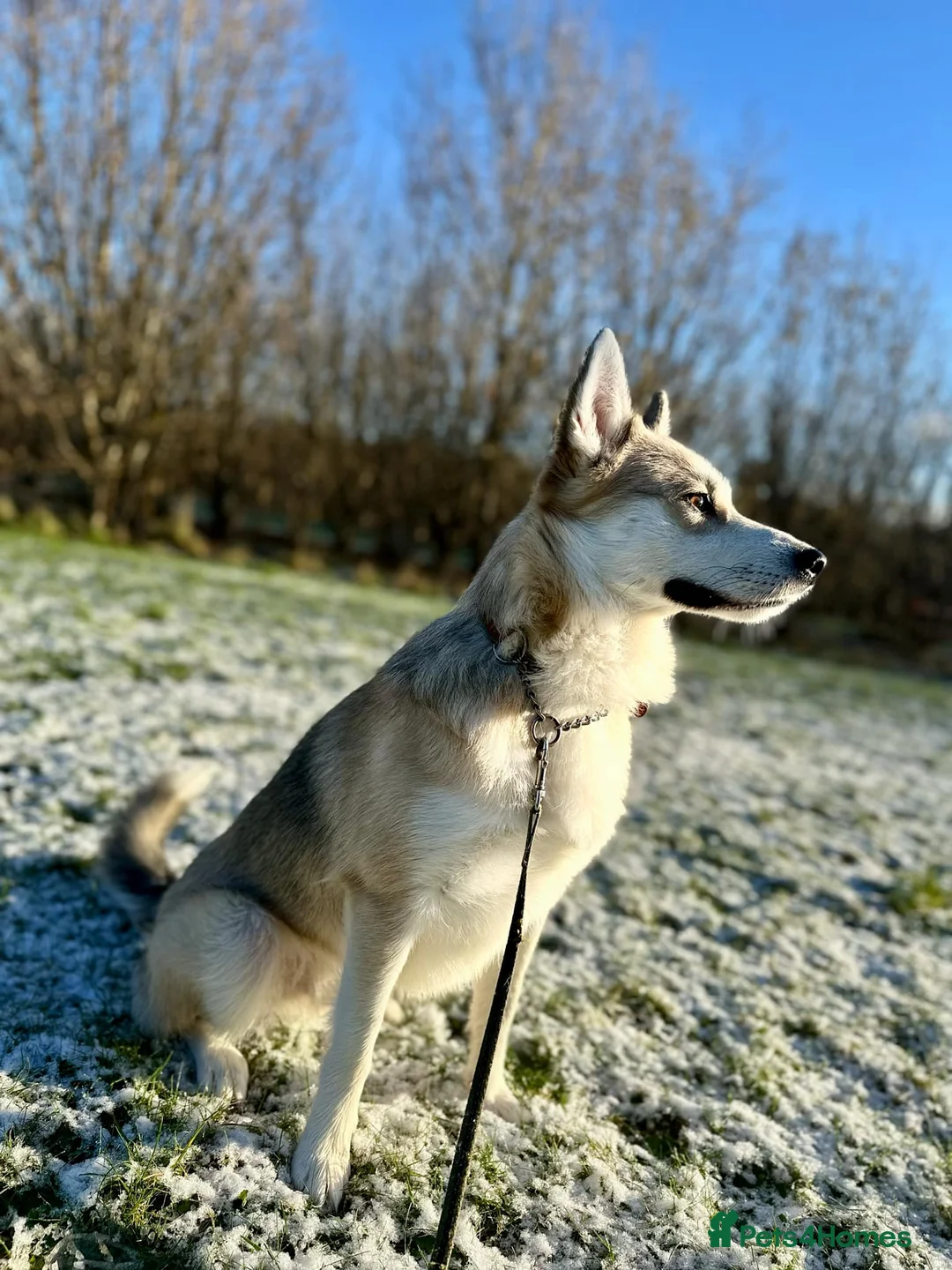 Pomsky dogs for stud: Proven quality F2 proven stud in Andover - Advert 7