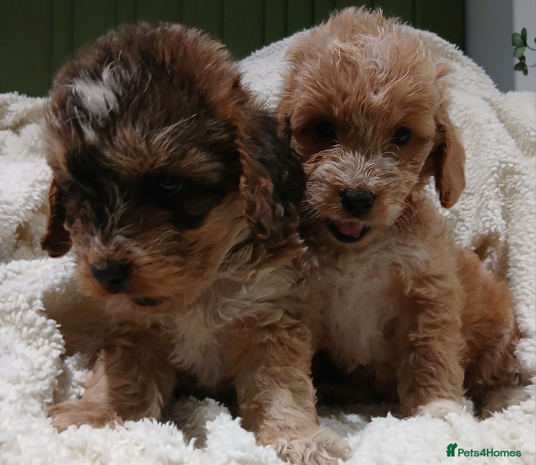 Cockapoo dogs for sale: Cockapoo  Puppies PRA UNAFFECTEDD  - Image 1