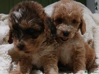 Cockapoo dogs for sale - Advert 1