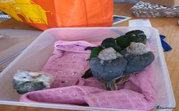 Conures birds for sale: Handreared conures - Image 18