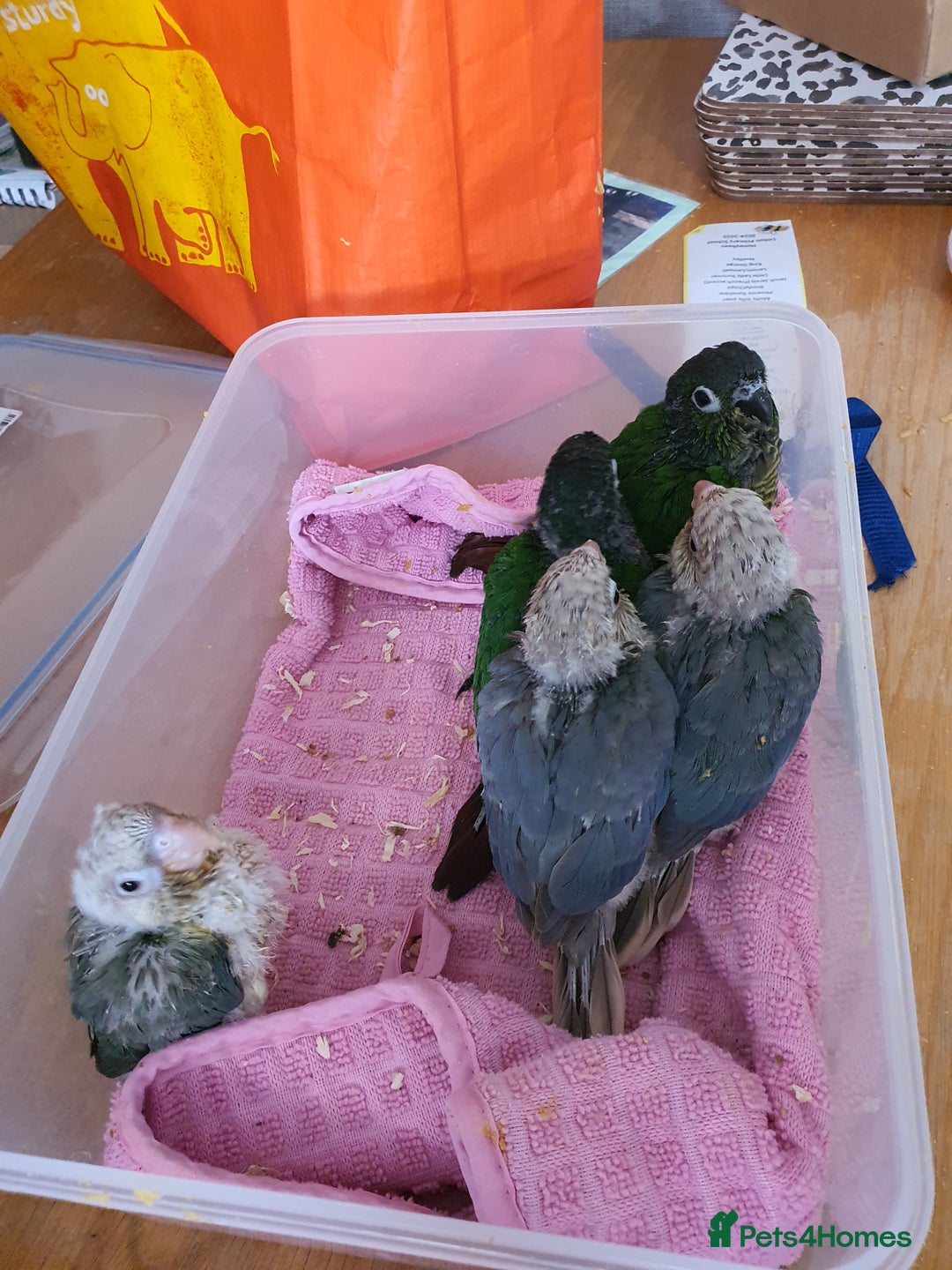 Conures birds for sale: Handreared conures - Image 18