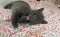 British Shorthair cats for sale: 5 kitties for sale  - Image 9