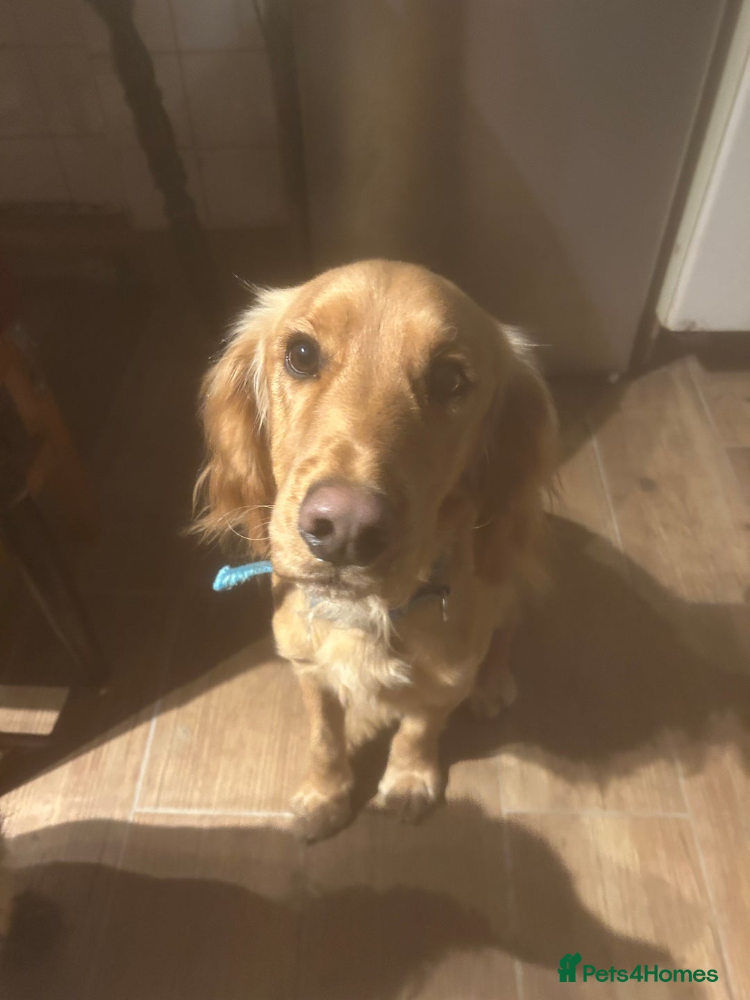 Cocker Spaniel dogs for sale: Dog for sale - Advert 3