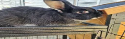 Mixed Breed rabbits for sale: Two boy rabbits  mini lop cross Netherland dwaft  in Cheltenham - Advert 5