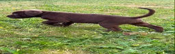 Bandog dogs for sale: BANDOG MASTIFF PUPPIES, TOP EUROPEAN WORKING BLOOD - Advert 9