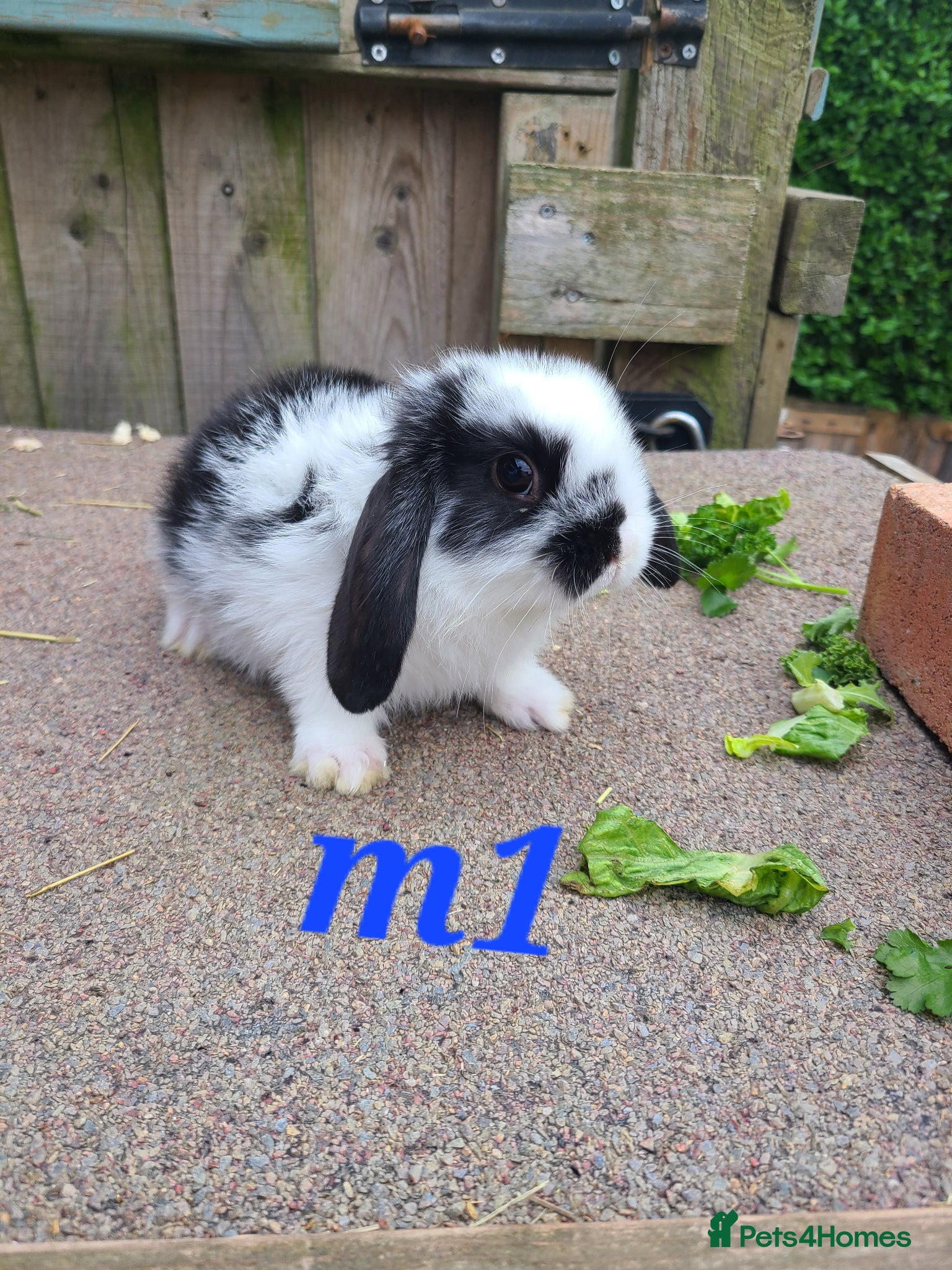 Mini Lion Lop rabbits Baby rabbits ready end April 29th 8weeks old - Advert 16