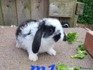Mini Lion Lop rabbits Baby rabbits ready end April 29th 8weeks old - Advert 16