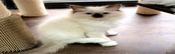 Ragdoll cats for sale: 🏆Imperial Grand Champion Sons! - Advert 7