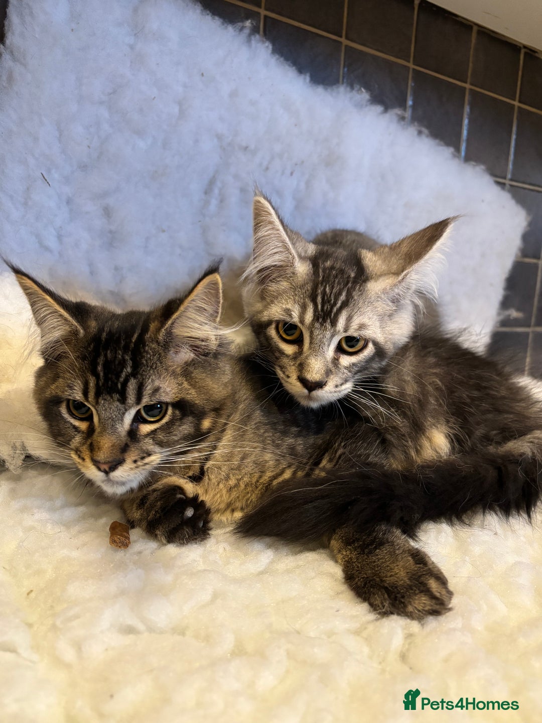Maine Coon cats for sale: 3 Stunning Maine Coon Boys Ready To Go Now!!! - Image 14