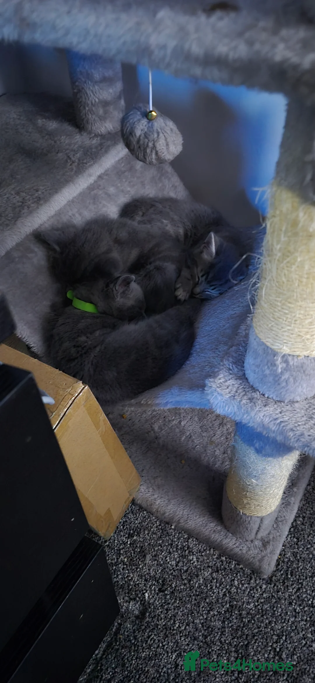 Mixed Breed cats for sale: Gorgeous grey kitten - Advert 2