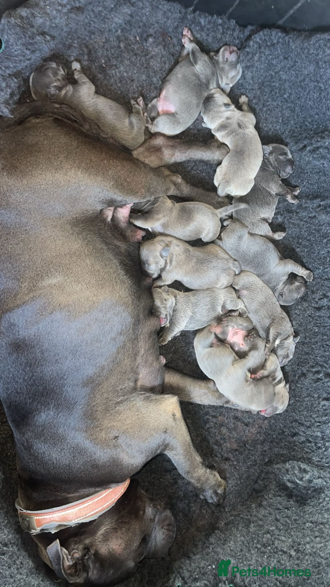 Staffordshire Bull Terrier dogs Blue KC registered Staffies  - Advert 1