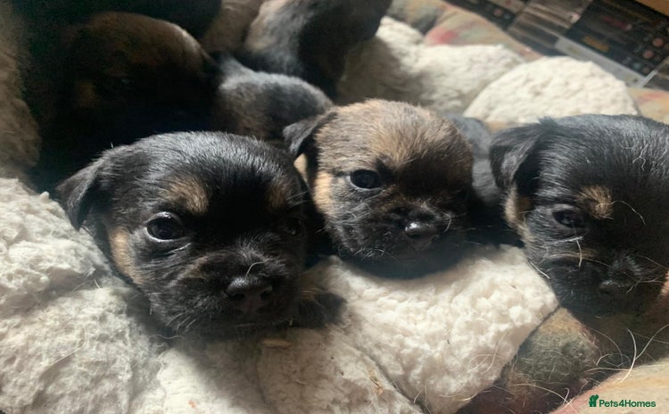 Border Terrier dogs - Advert 10