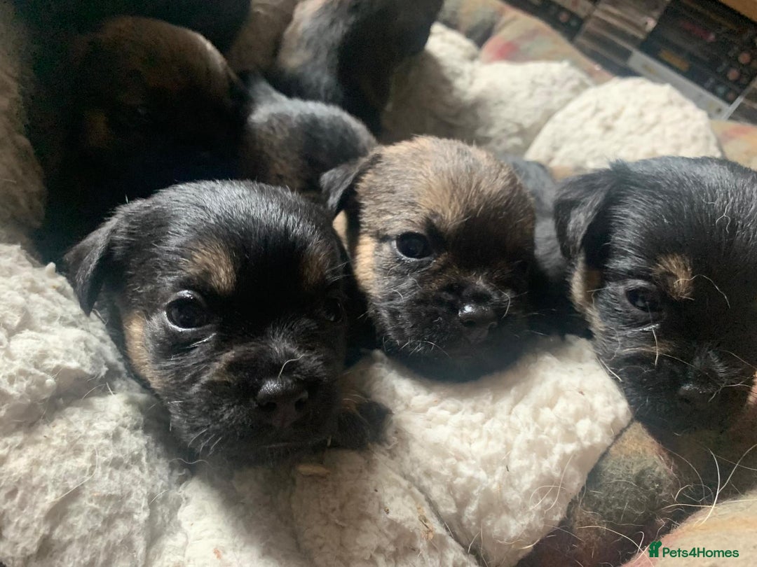 Border Terrier dogs for sale: Border Terrier Puppies For Sale  - Image 1