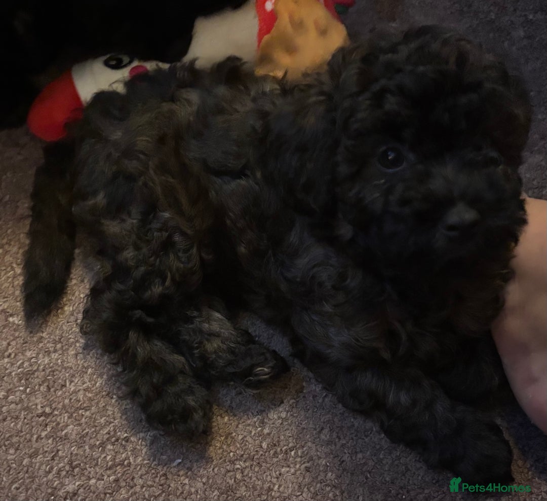 Yorkiepoo dogs for sale: Beautiful yorkipoo puppies - Image 33