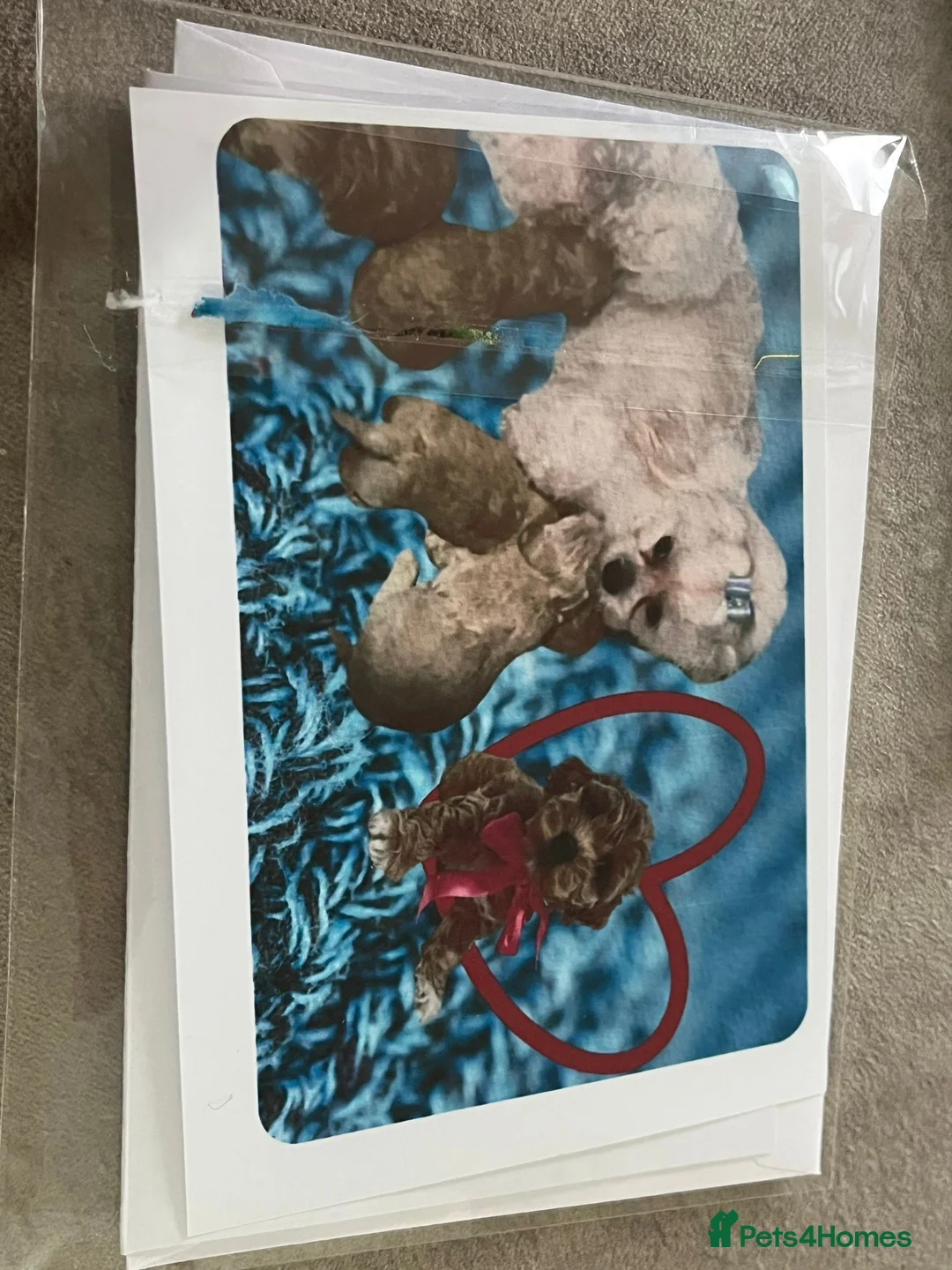 Maltipoo dogs for sale: Female maltipoo in Aylesford - Advert 2