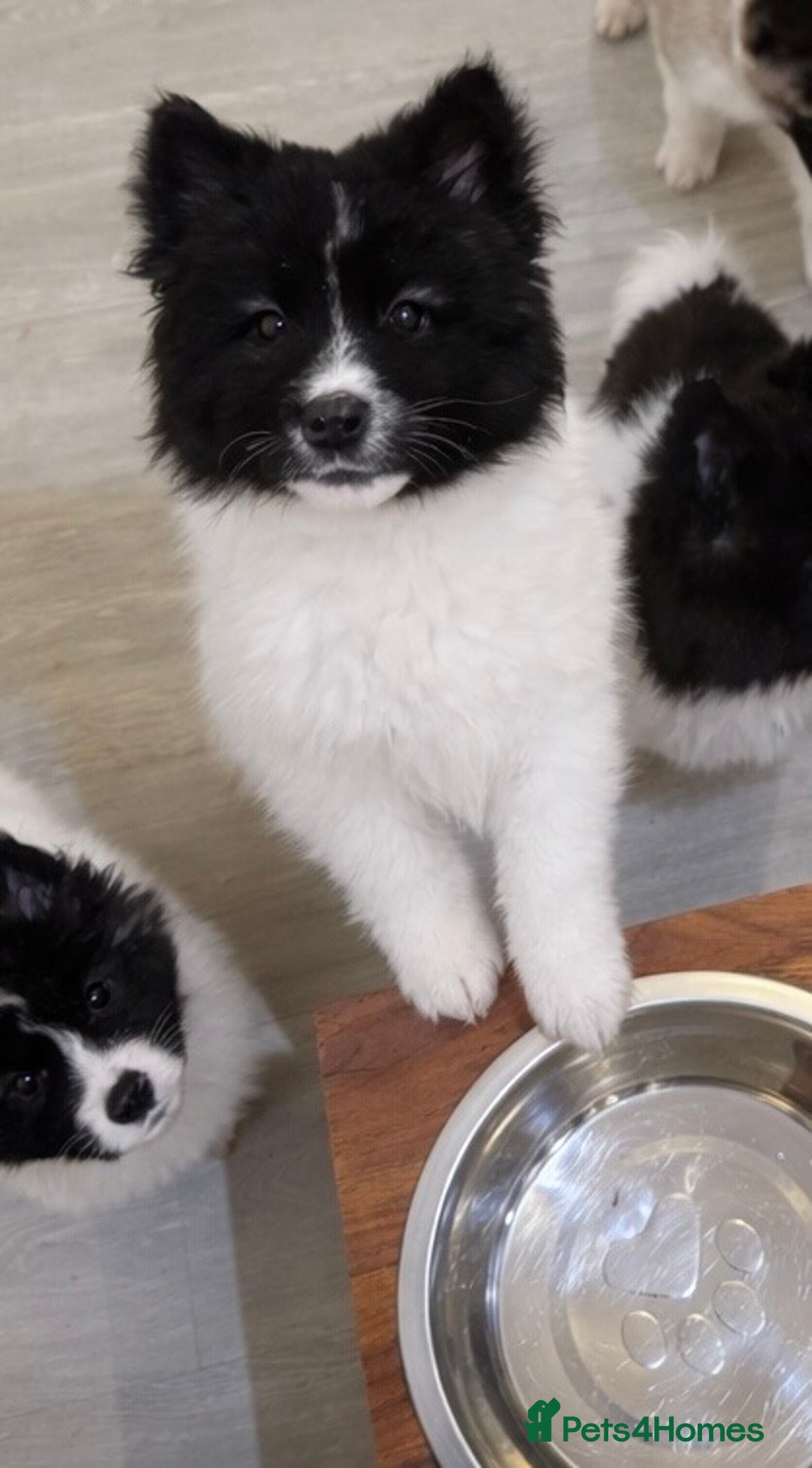 Akita dogs for sale: Quality Family Raised American Akita Puppies - Advert 24