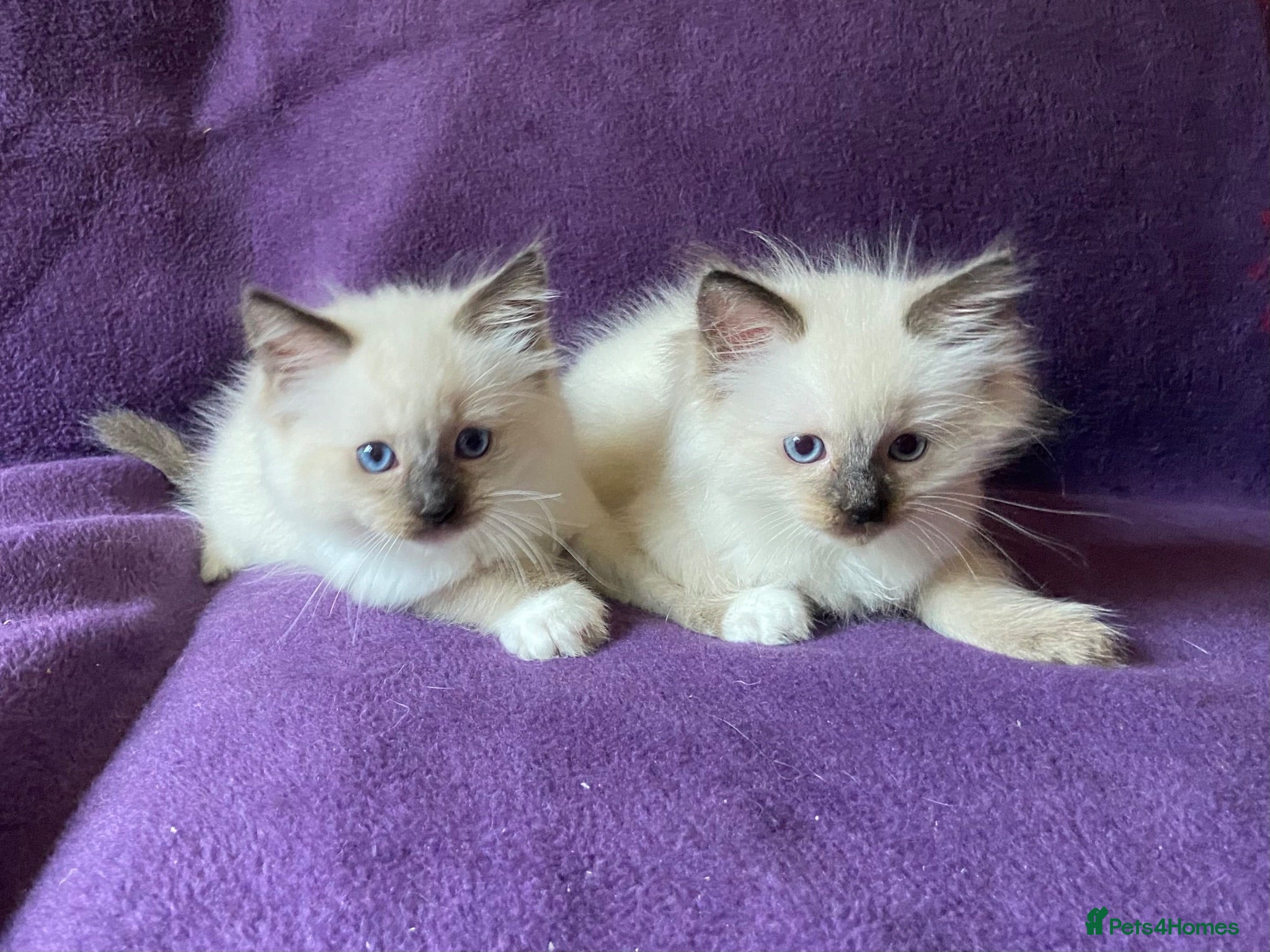 Ragdoll cats Beautiful Ragdoll Kittens - Advert 2
