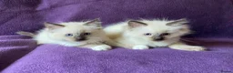 Ragdoll cats for sale: Beautiful Ragdoll Kittens - Advert 1