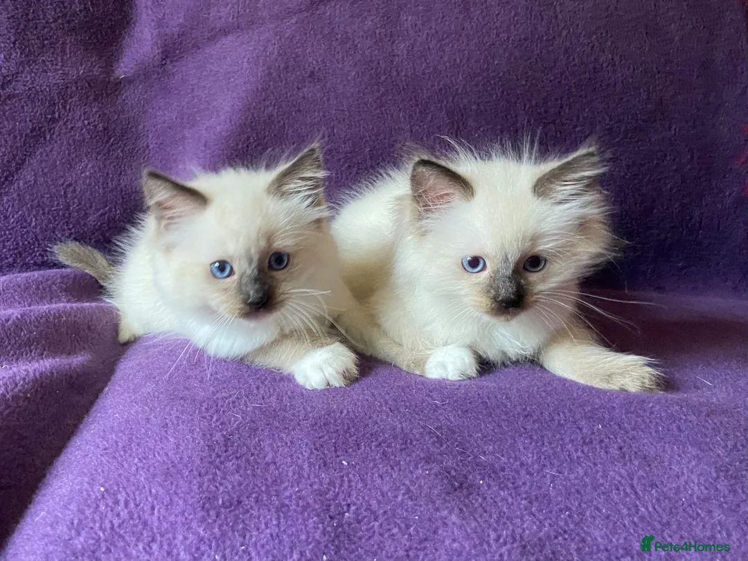 Ragdoll cats for sale: Beautiful Ragdoll Kittens - Advert 1