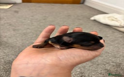 Yorkshire Terrier dogs for sale: ✨ Adorable Yorkshire Terrier Puppies  - Image 4