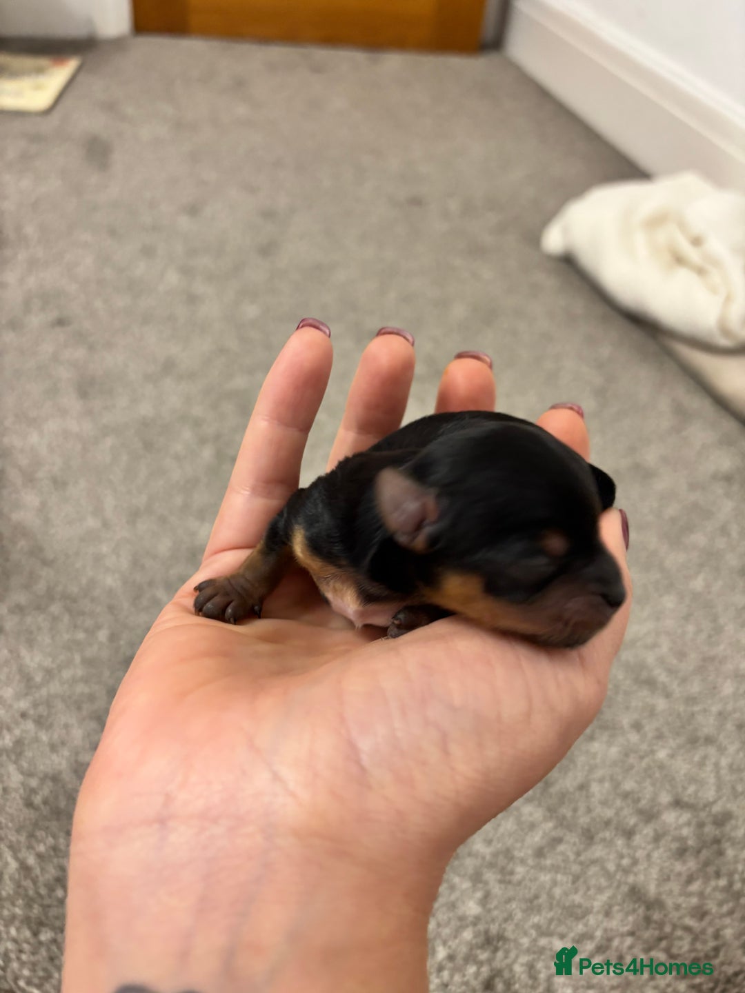 Yorkshire Terrier dogs for sale: ✨ Adorable Yorkshire Terrier Puppies  - Image 4