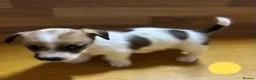 Mixed Breed dogs for sale: **Gorgeous Jack Russell × Bichon Frise Puppies - Advert 9
