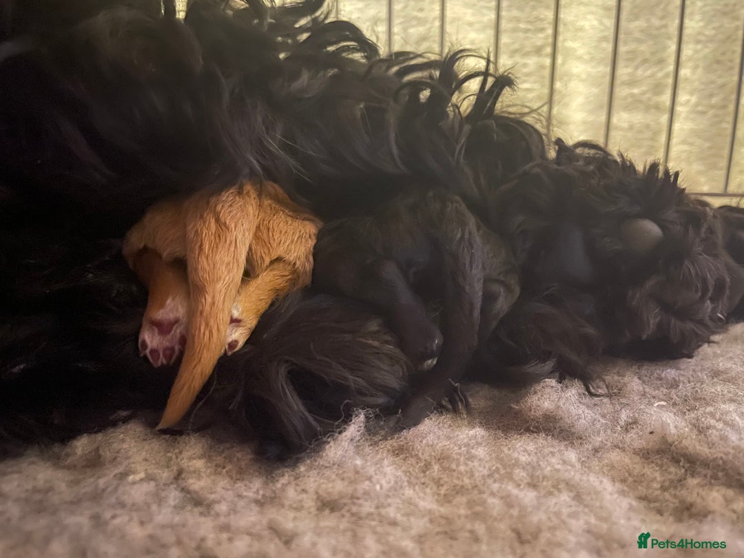 Cockapoo dogs for sale: Adorable Cockapoo Puppies! - Advert 2