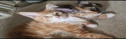 Maine Coon cats for sale: TICA reg Maine coons - Advert 12