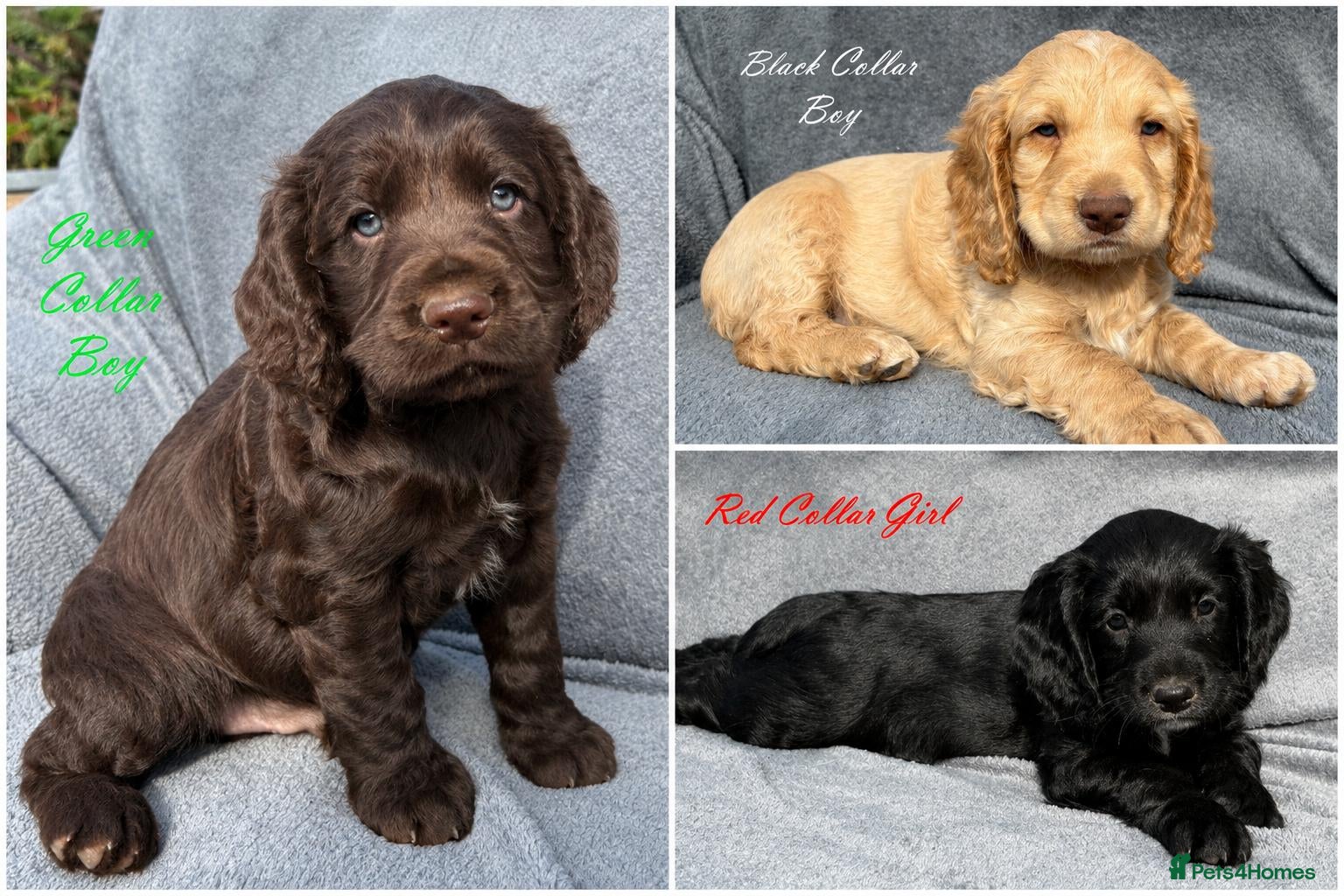 Cocker Spaniel dogs Gorgeous KC reg Cocker Spaniel pups (working type) - Advert 1