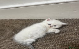 Scottish Fold cats for sale: Scottish fold  in London - Image 3