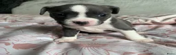 Mixed Breed dogs for sale: fraffys unique breed  - Advert 2