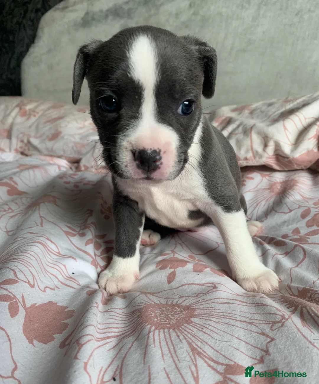 Mixed Breed dogs for sale: fraffys unique breed  - Advert 2