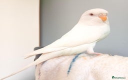 Budgerigars birds for sale: Female albino budgie  - Image 3