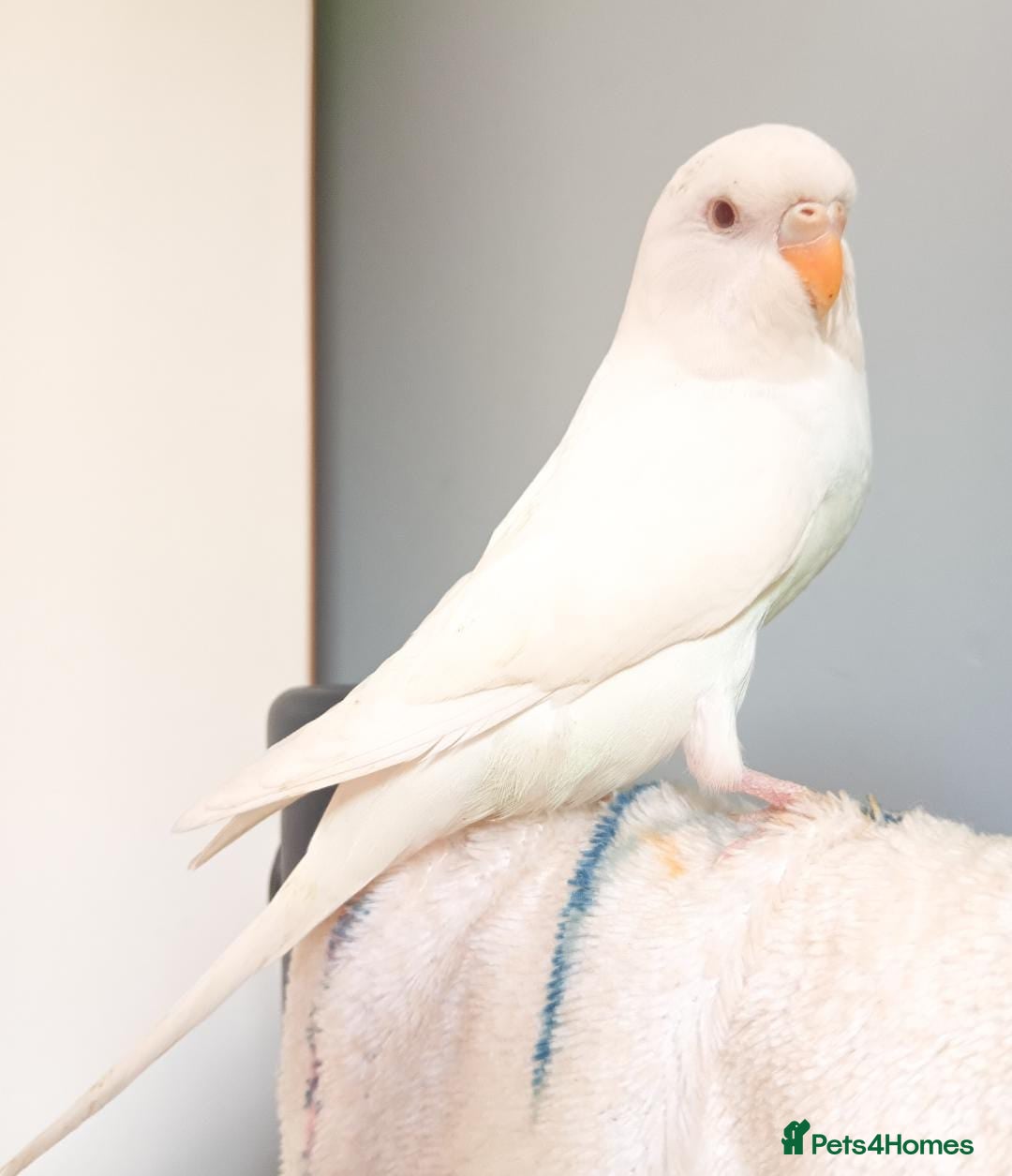 Budgerigars birds for sale: Female albino budgie  - Image 3