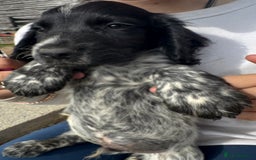 Cocker Spaniel dogs for sale: Male working cocker spaniel for sale  - Image 1