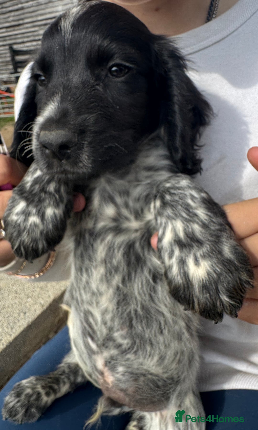 Cocker Spaniel dogs for sale: Male working cocker spaniel for sale  - Image 1