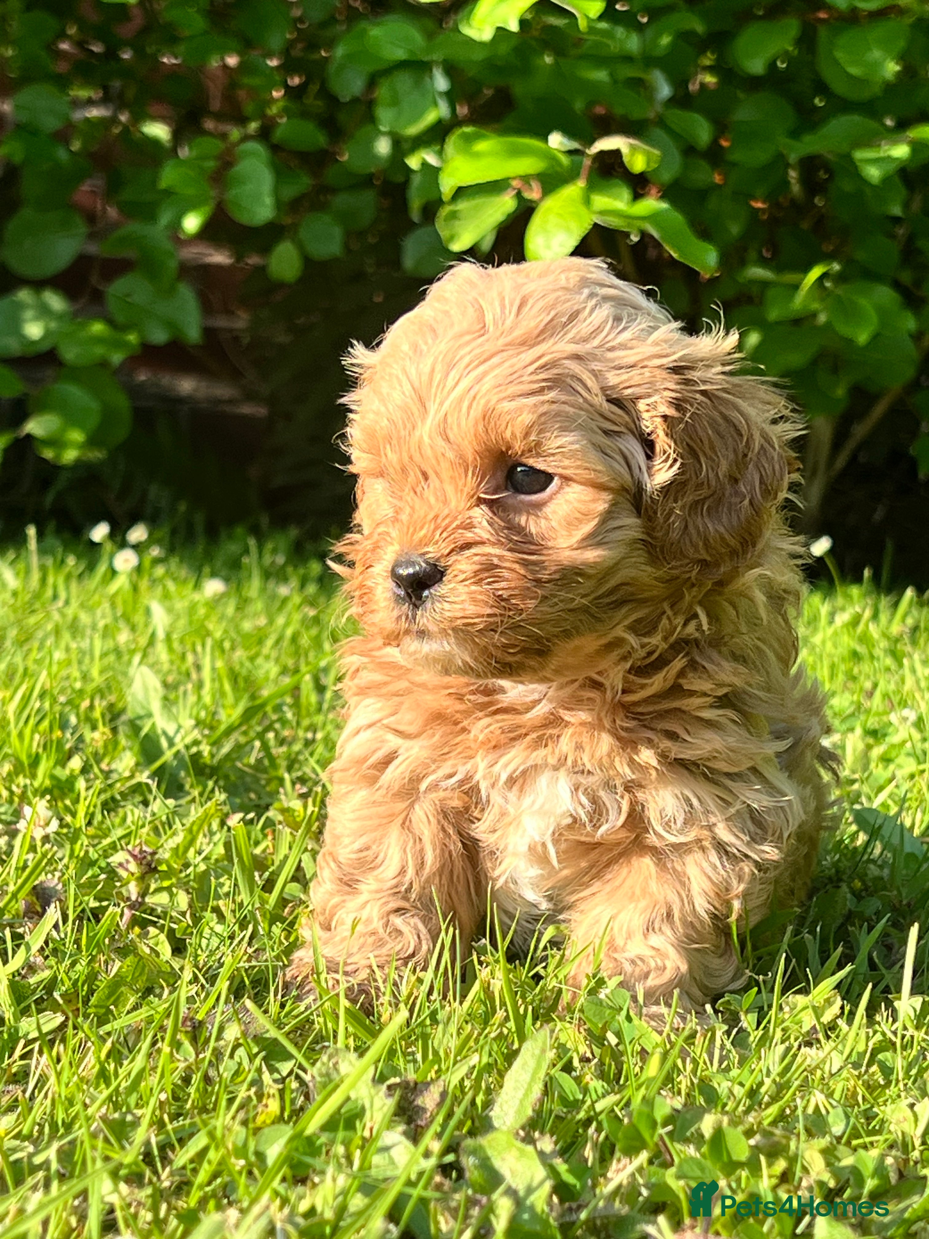 Shihpoo dogs Apricot F1b Shihpoos - Advert 10