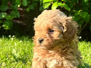 Shihpoo dogs Apricot F1b Shihpoos - Advert 7