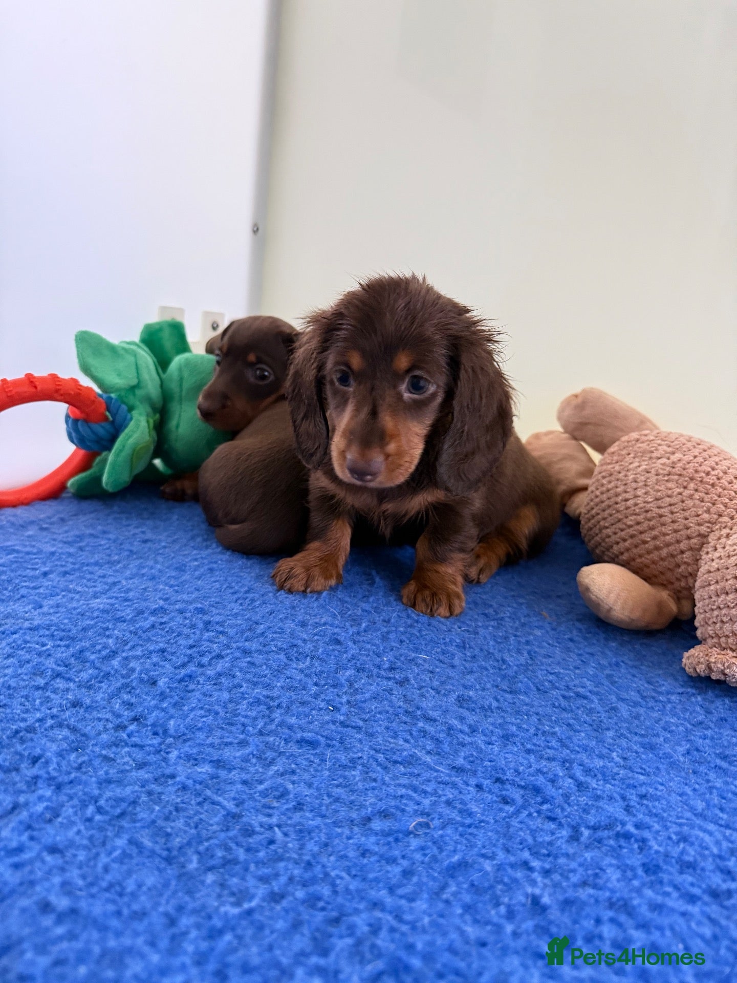 Miniature Dachshund dogs long & short hair miniture Daxi puppy’s 4 girls 💕 - Advert 1