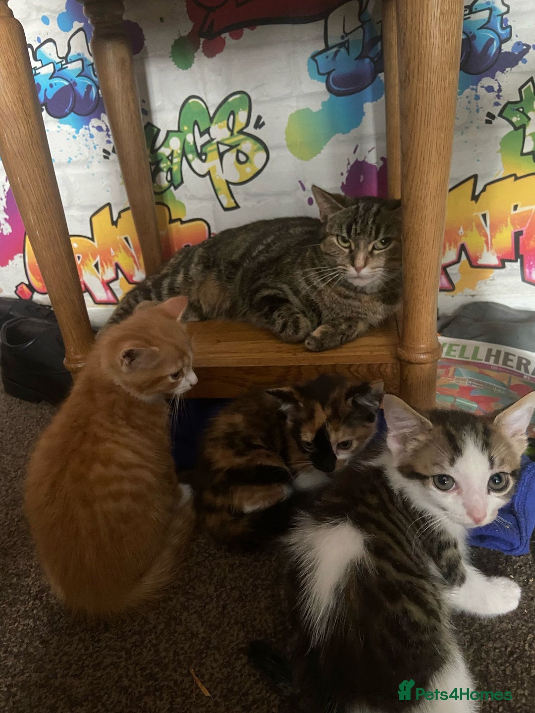 British Shorthair cats for sale: Caramel, Pumpkin, Susan - Image 7