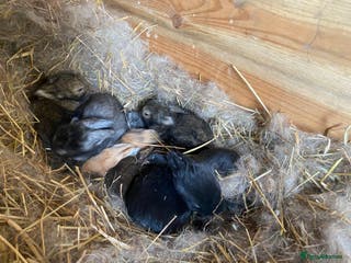 Lionhead rabbits Baby lion head - Advert 2