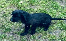 Jackapoo dogs for sale: Jackapoo Puppies  - Advert 3