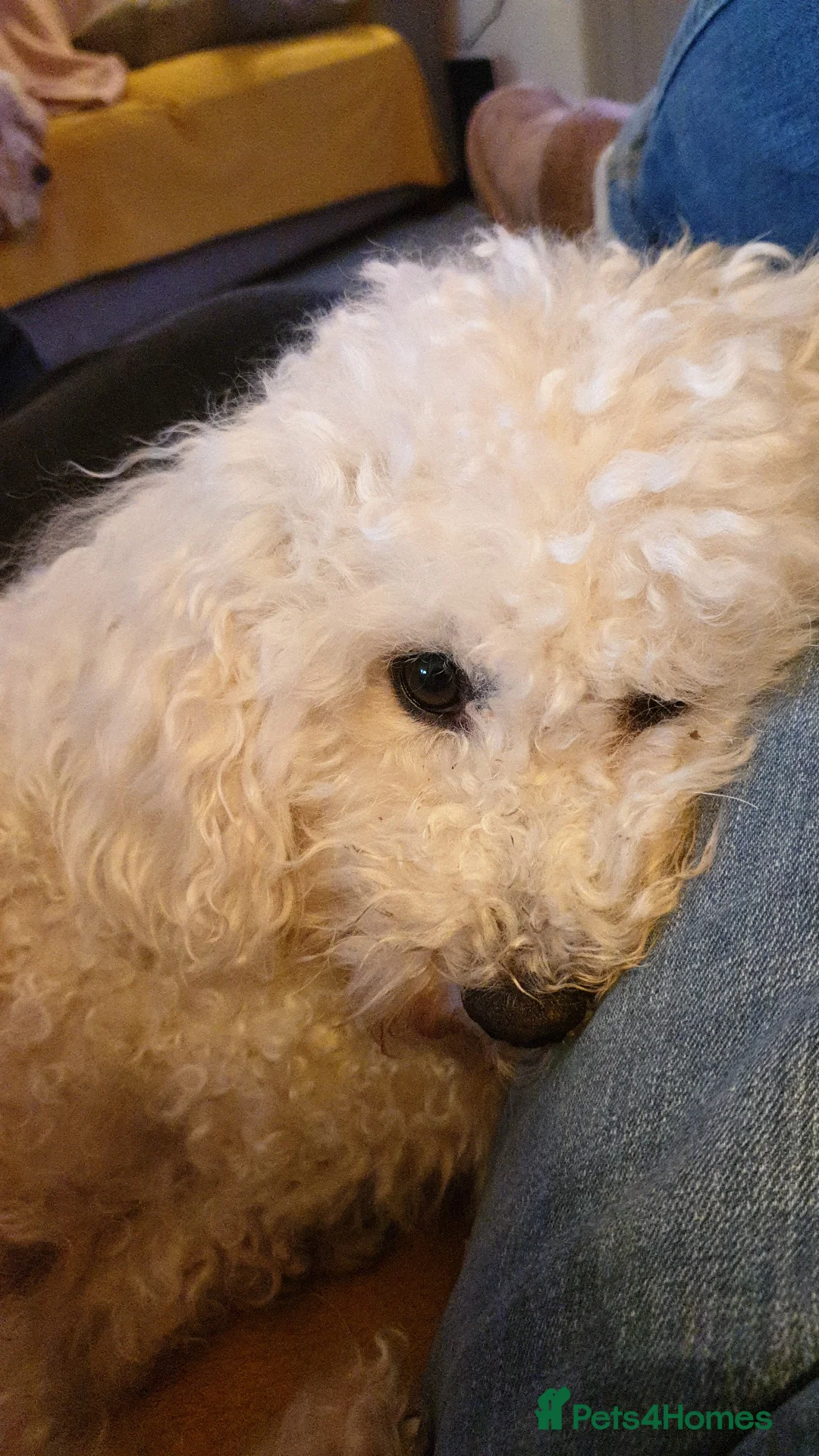 Miniature Poodle dogs for stud: Archie well Proven stud miniature poodle  in Chard - Advert 2