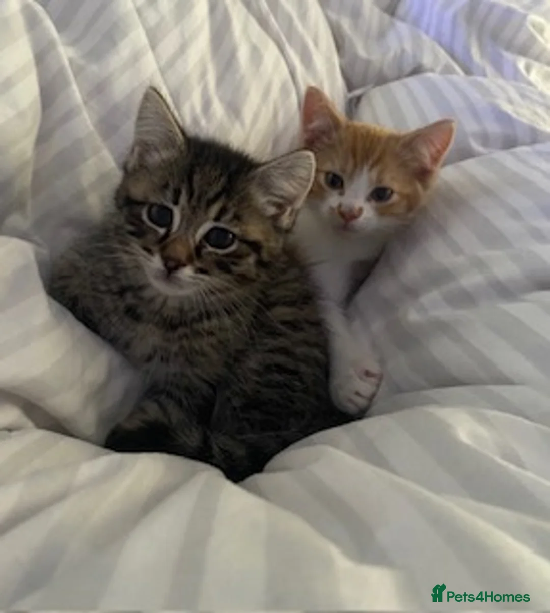 Mixed Breed cats for sale: 2 bonded cats looking for forever home - Advert 4