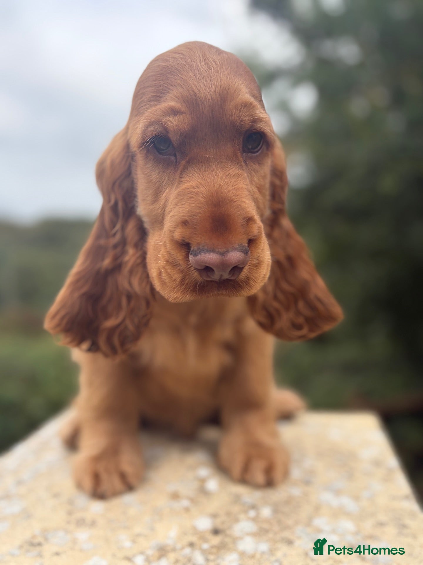 Cocker Spaniel dogs  STUNNING KC-REGISTERED GOLDEN SHOW COCKER BOY  - Advert 1