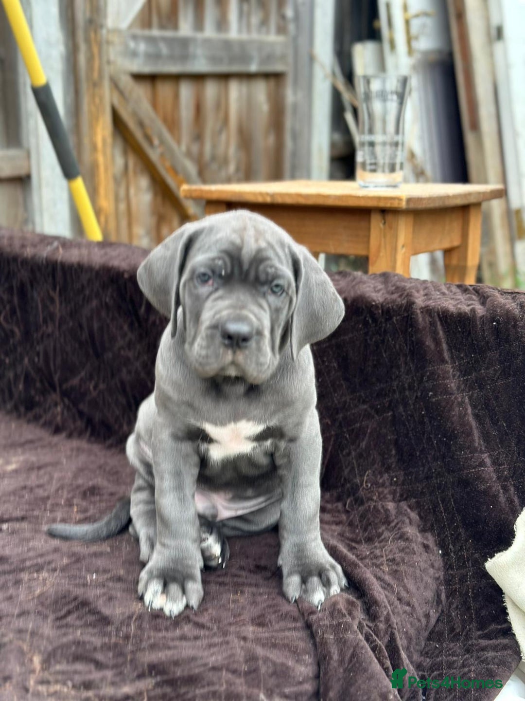 Cane Corso dogs for sale:  Pure breed Cane Corso  Puppies Looking for Homes  - Image 21