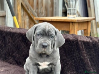 Cane Corso dogs - Advert 9