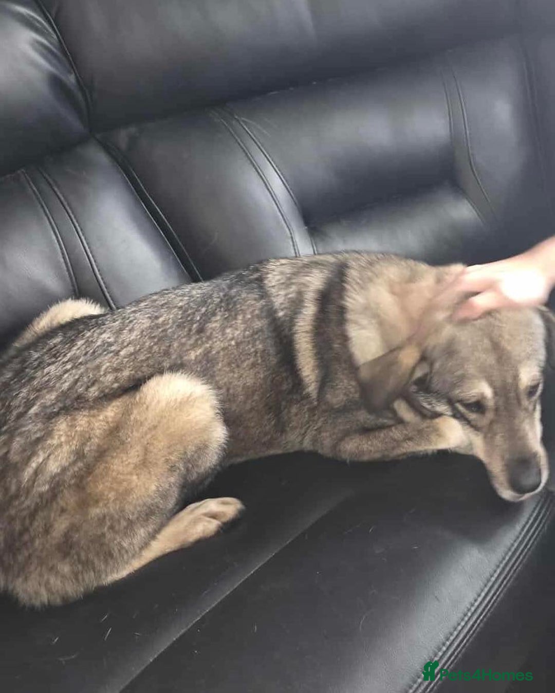 Mixed Breed dogs for adoption: Terrific Tulip - Advert 2